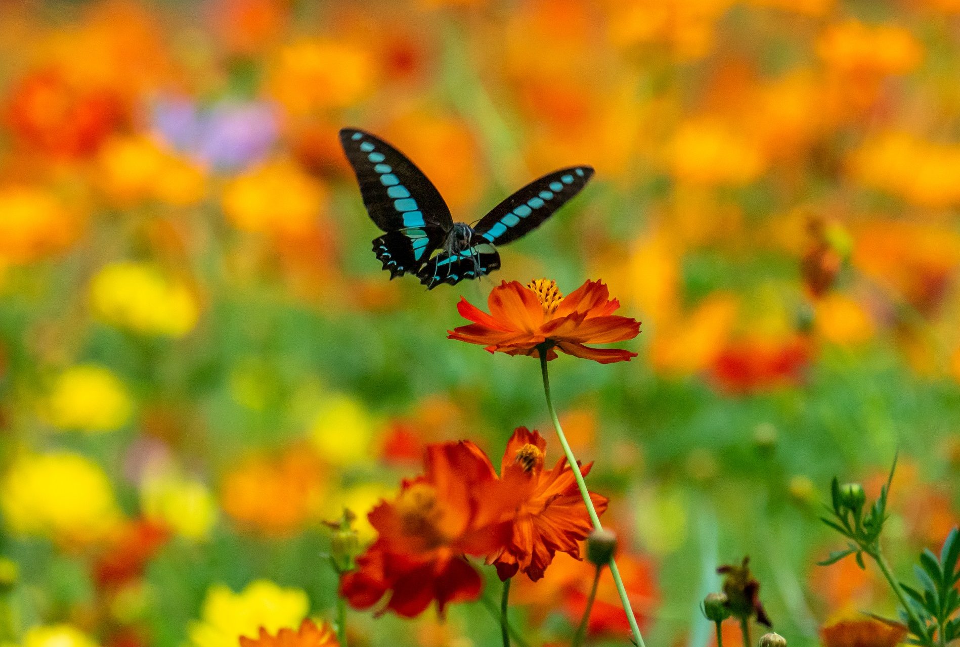 Crucial for pollination