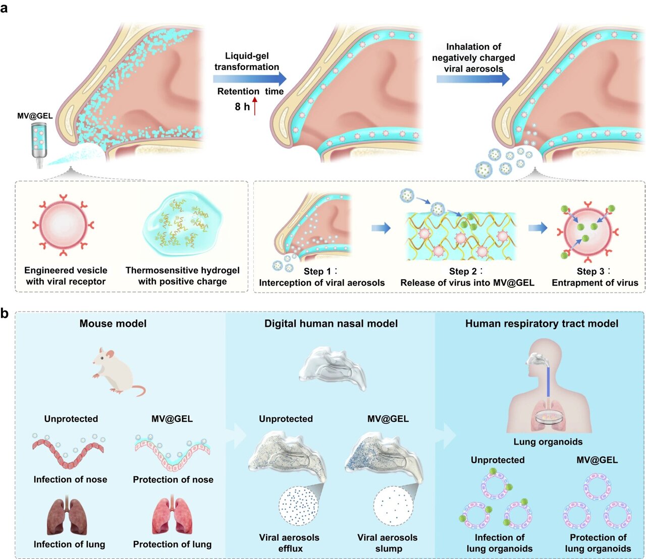 Researchers Develop Novel Intranasal Mask To Protect Respiratory Tract ...