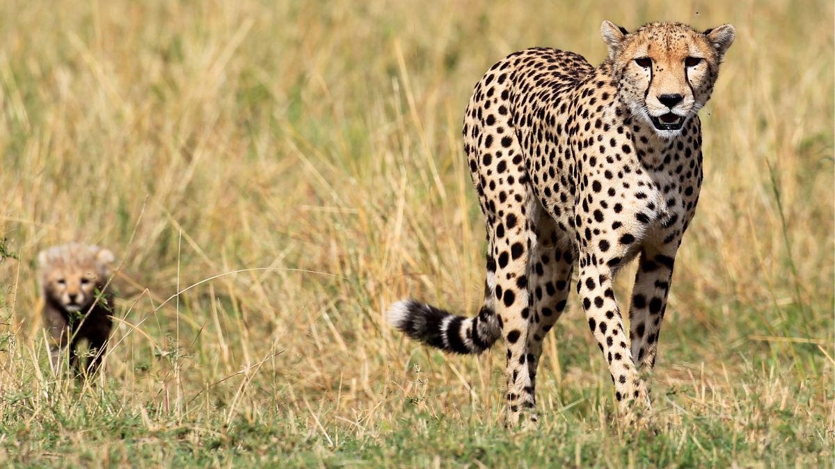 mp: female cheetah 'veera' released in wild in kuno national park as part of reintroduction project