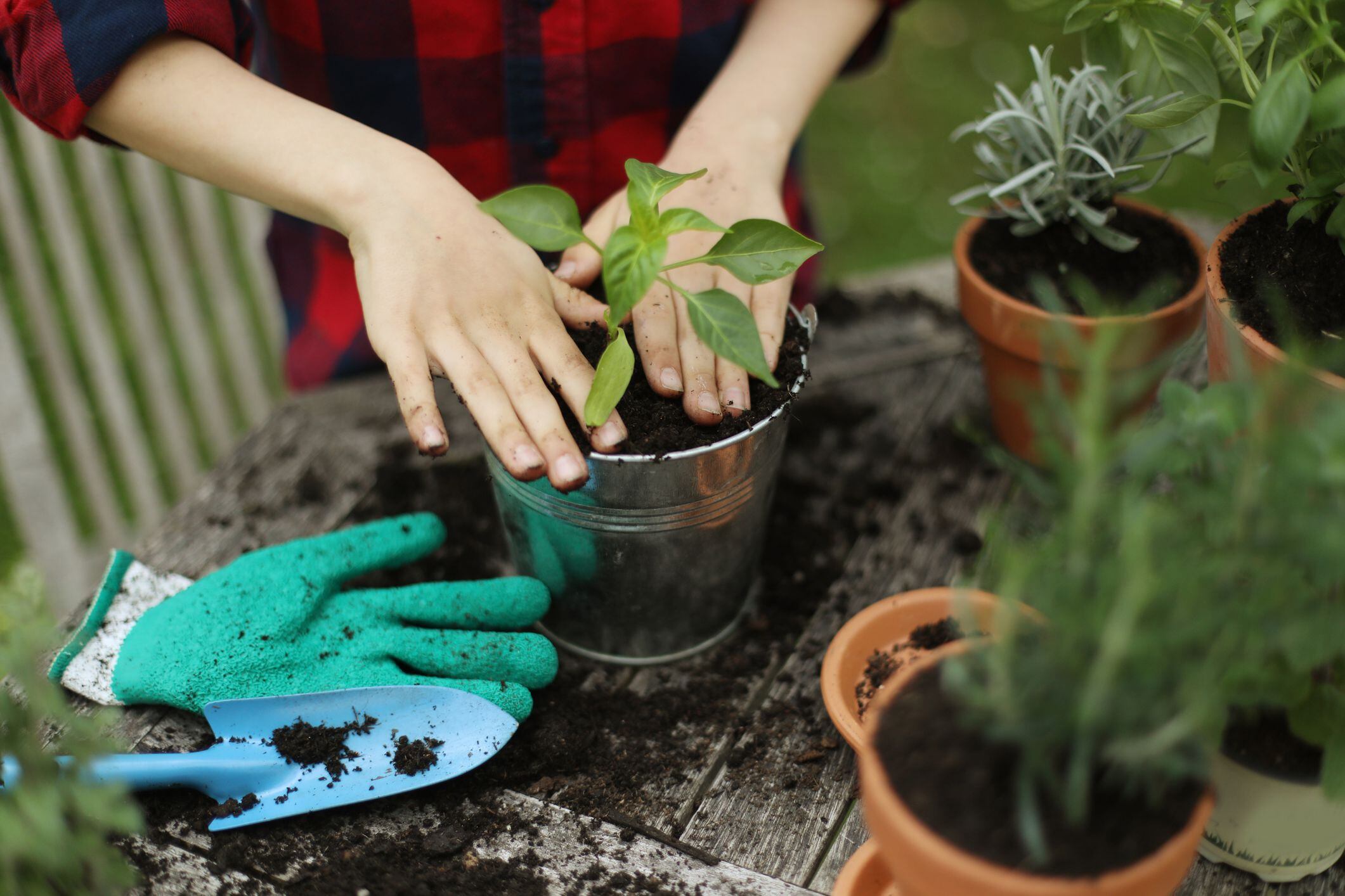 ¿cómo usar el orégano para hacer florecer las plantas?