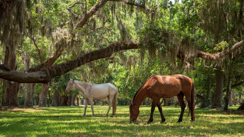 The Top US Travel Destinations To Spot Wild Horses, According To Online ...