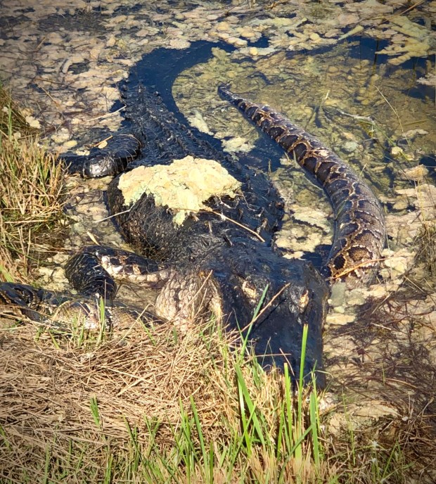 An Epic Python Battle? A Big Gator Ends Up With An Even Bigger Snake In ...