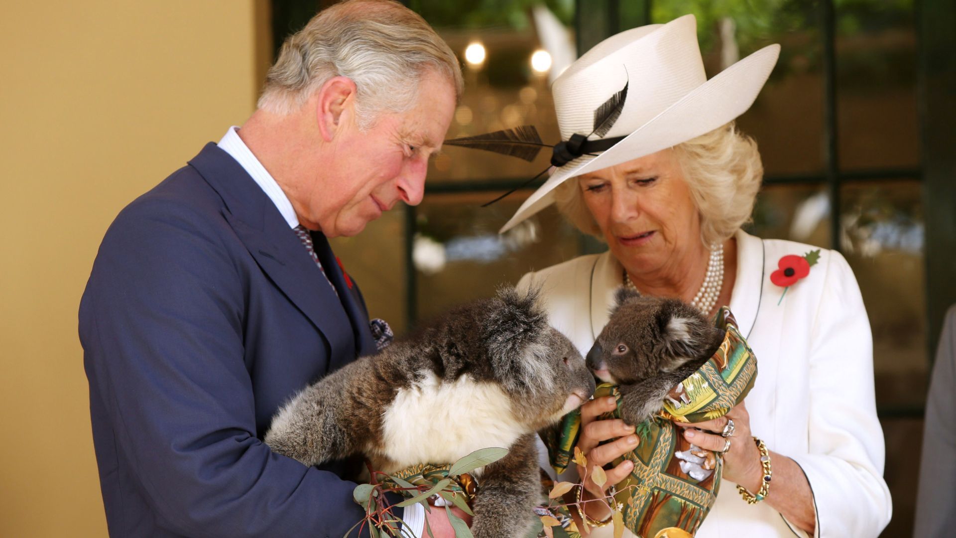 <p>                     When visiting Australia in 2012 for their six-day tour which marked the Diamond Jubilee, the then-Prince Charles and Duchess Camilla went to the Government House in Adelaide and met two rescued Koalas. This resulted in an adorable photo of the couple holding two very cute smooching koalas.                   </p>