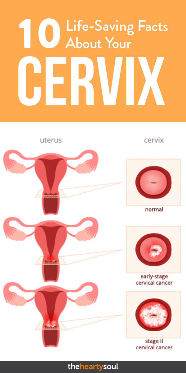 10 Facts About The Cervix Every Woman Should Know