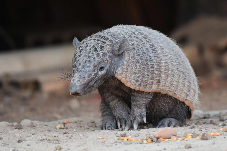 Interactive Map: Wave of armadillos ‘expanding’ across North Carolina ...