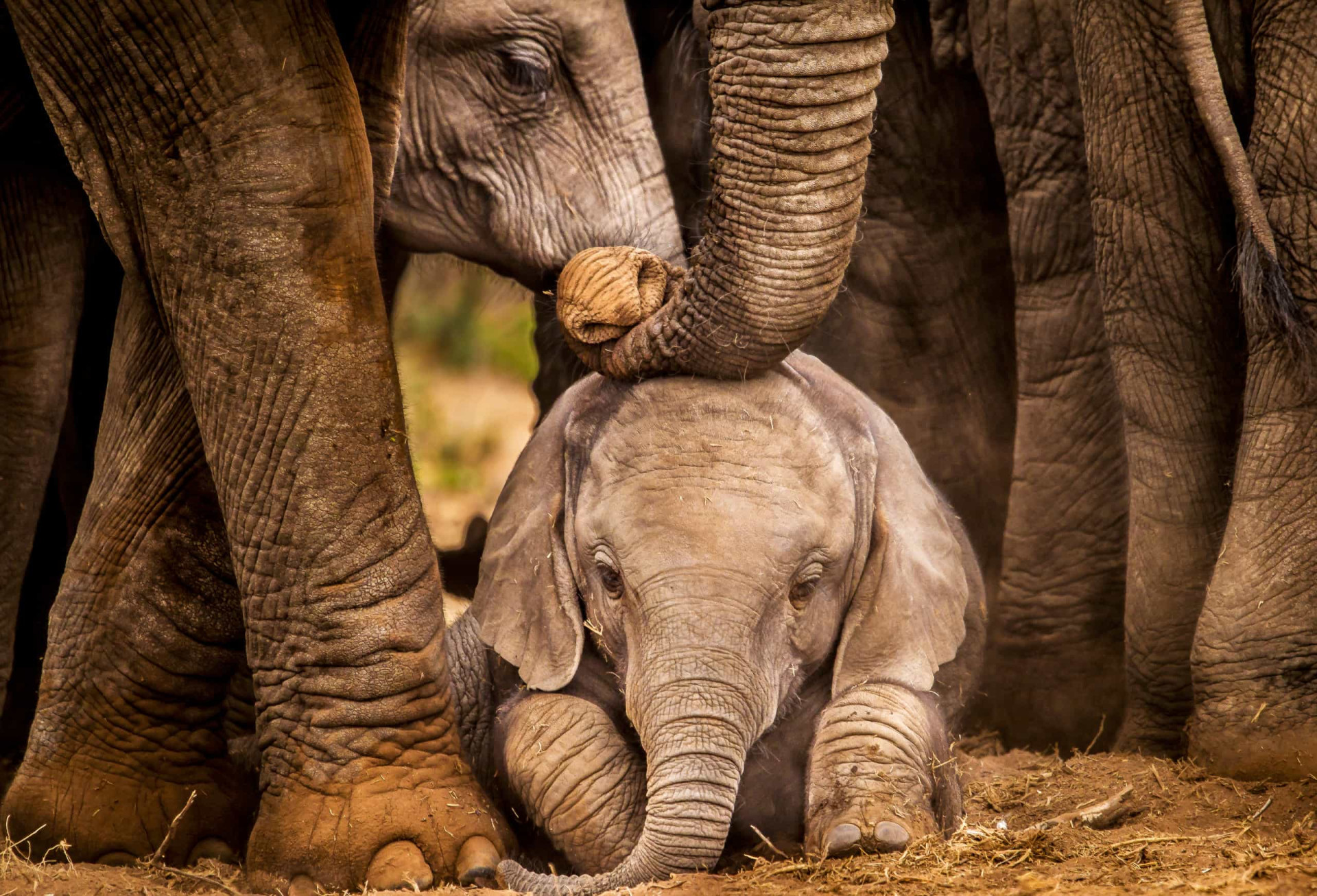 Adorable Baby Animal Facts That Will Melt Your Heart