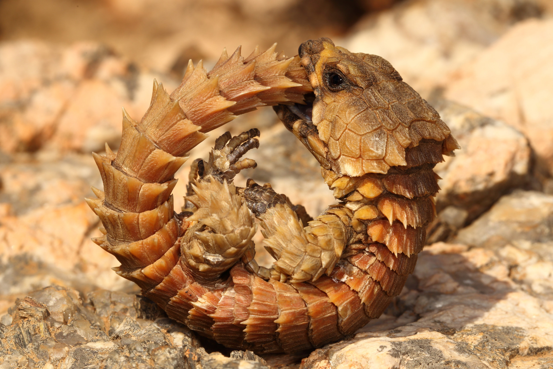 Spike-tacular! Spiny and thorny wildlife you just have to see