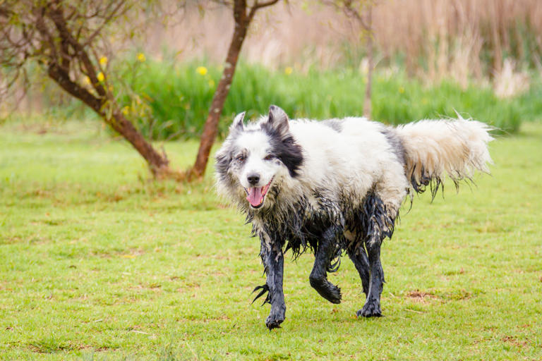 Pro Cleaning Tips for Muddy Dogs and Messy Paws