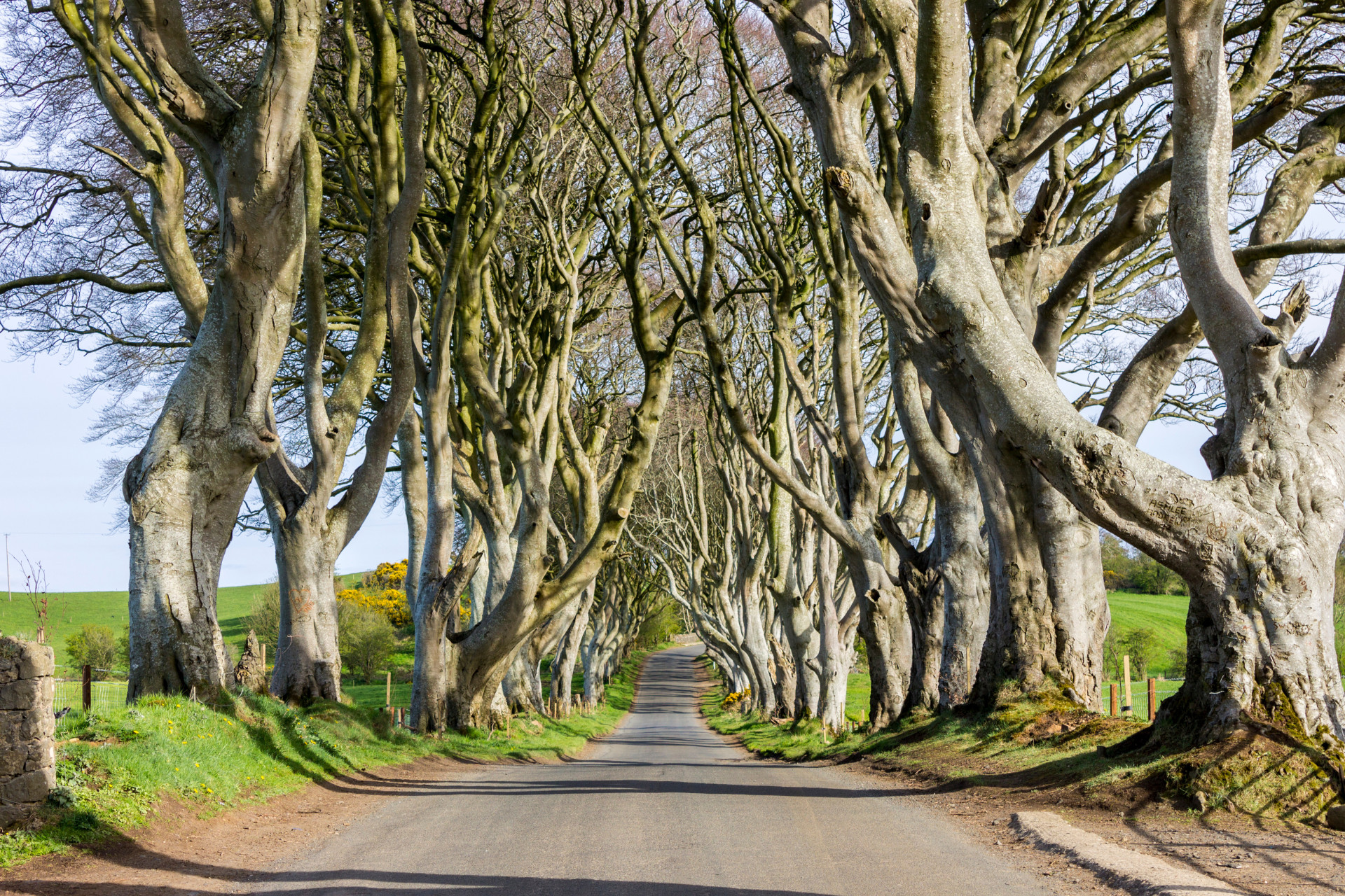 Dark Hedges (Northern Ireland)