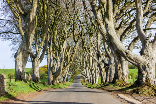 Dark Hedges (Northern Ireland)