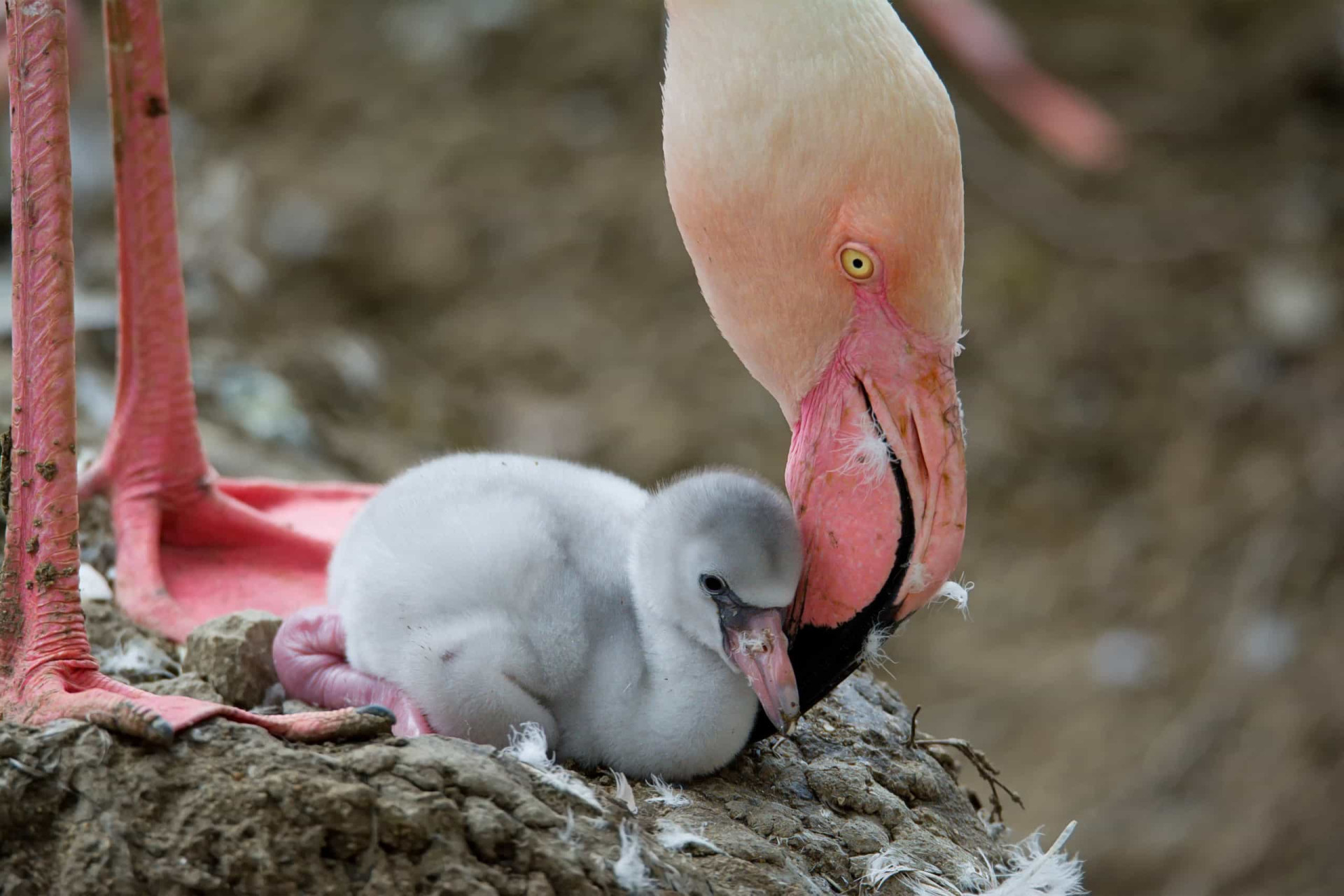 Adorable Baby Animal Facts That Will Melt Your Heart