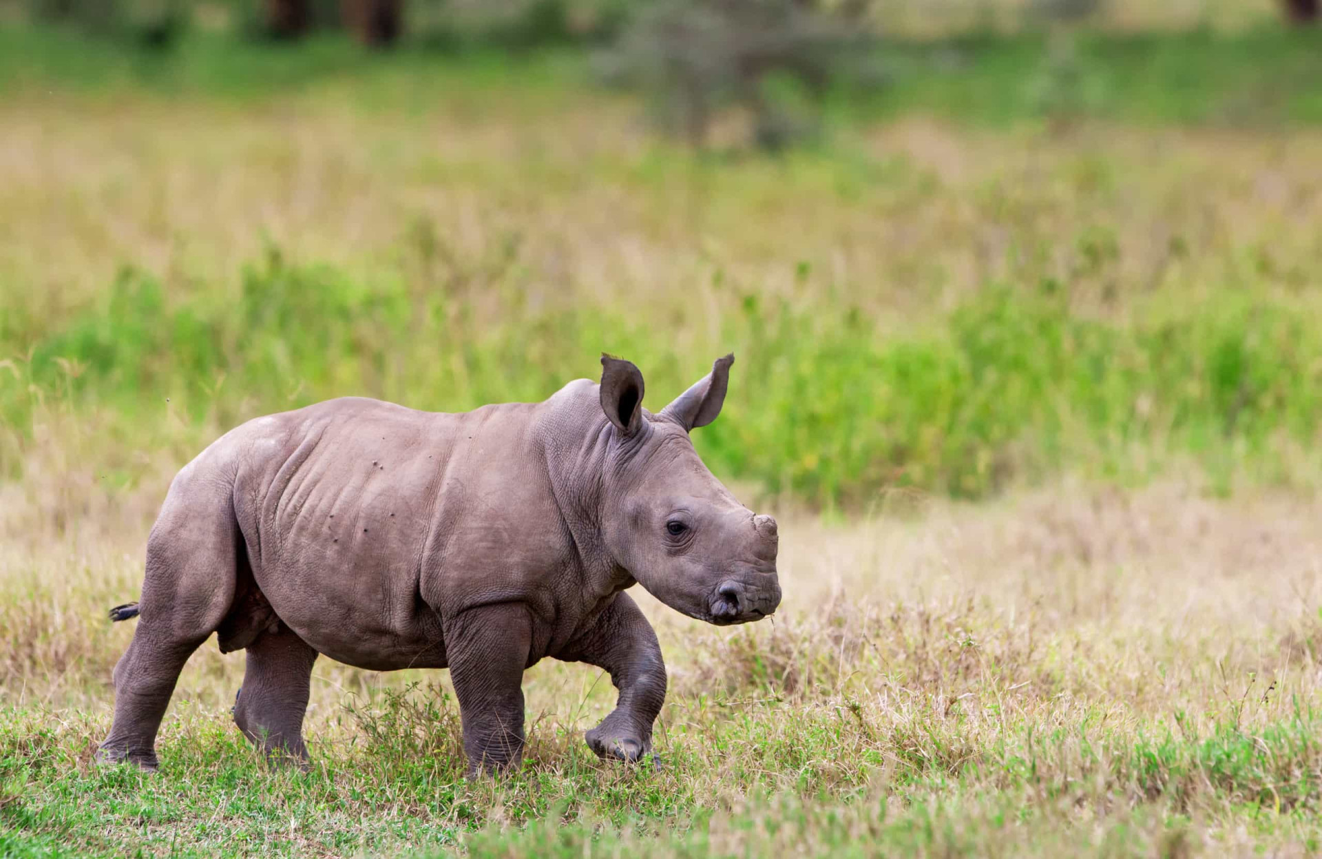 Adorable Baby Animal Facts That Will Melt Your Heart