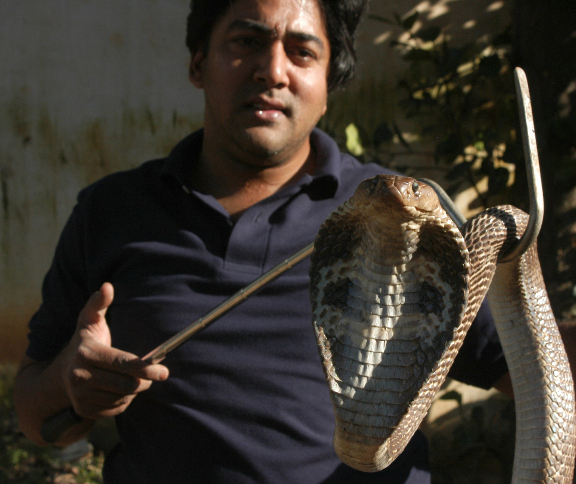 Snake charming: the beautiful yet dangerous centuries-old practice