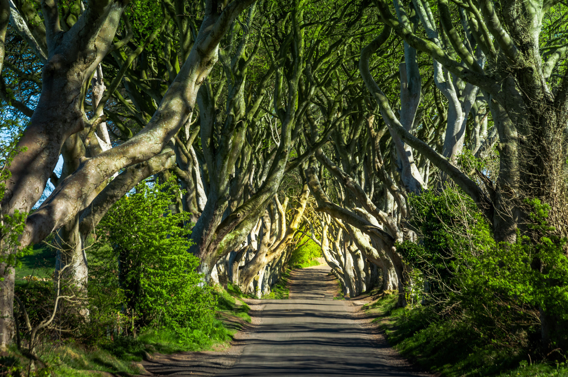 Dark Hedges (Noord-Ierland)