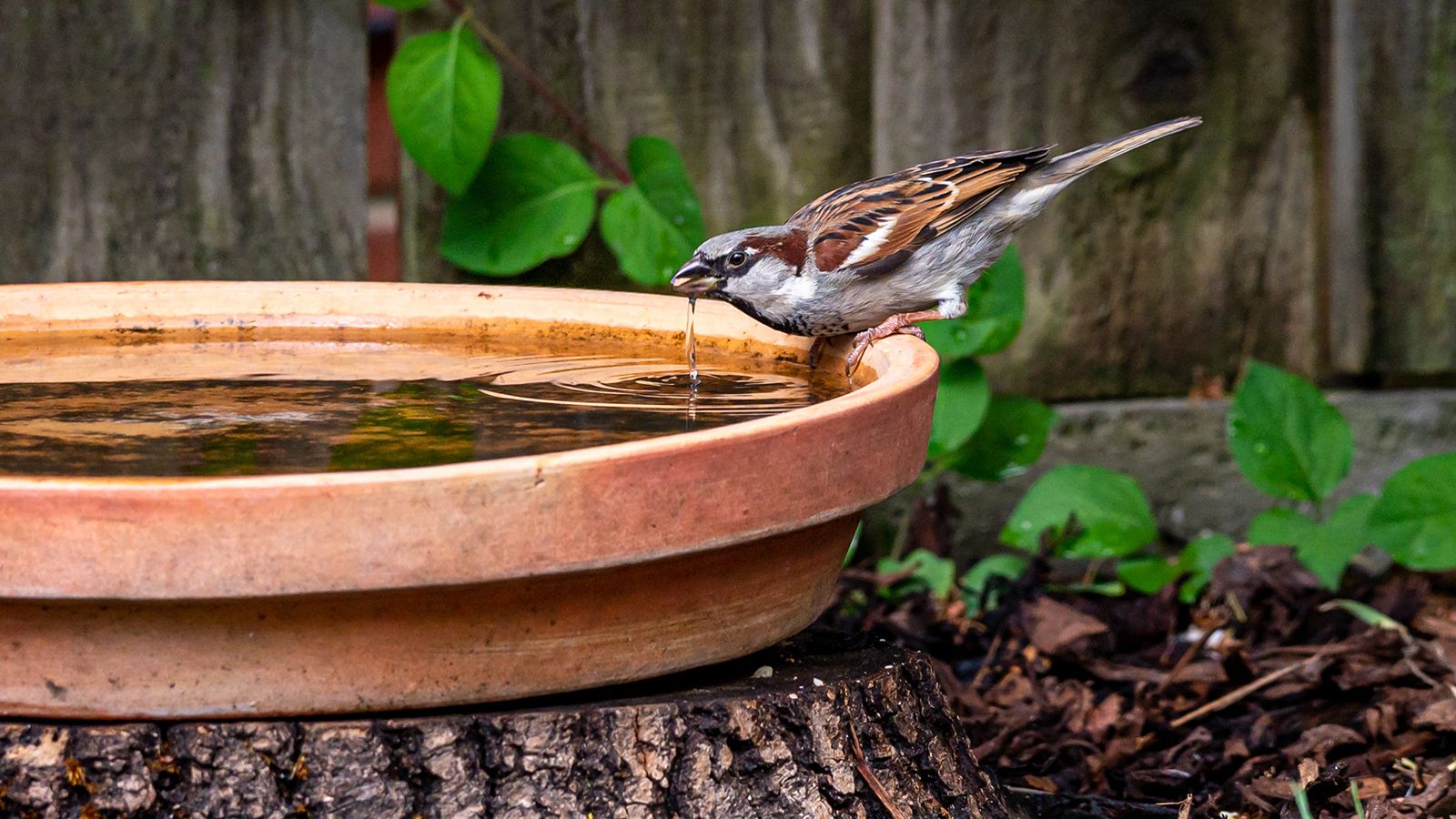 How To Make A Bird Bath – Inspiring DIY Ideas For Welcoming Birds Into ...