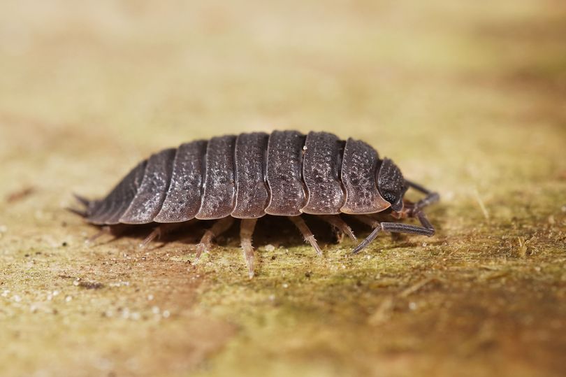 expert-s-simplest-ways-to-get-woodlice-out-of-your-home-and-stop-them