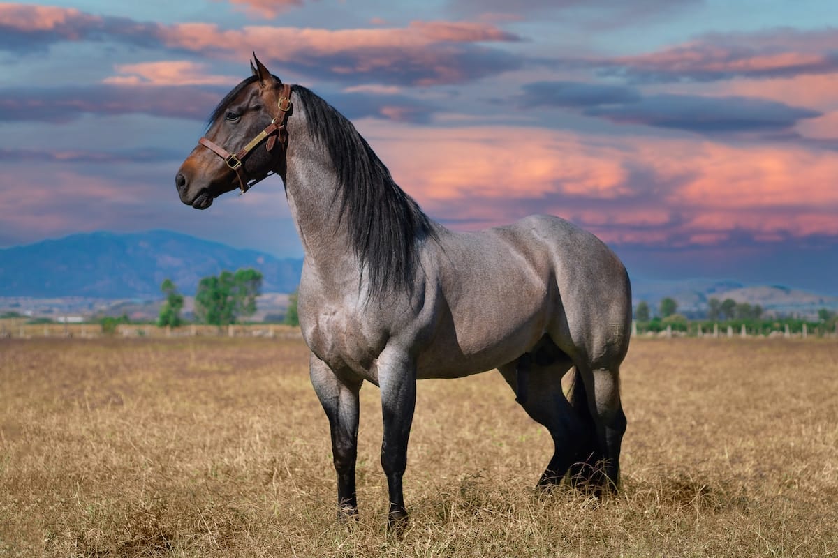 Called horse. Приобретение лошадей. Лошадь ХХ. 20 Лошадей. Квотерхорс конь Соловая.