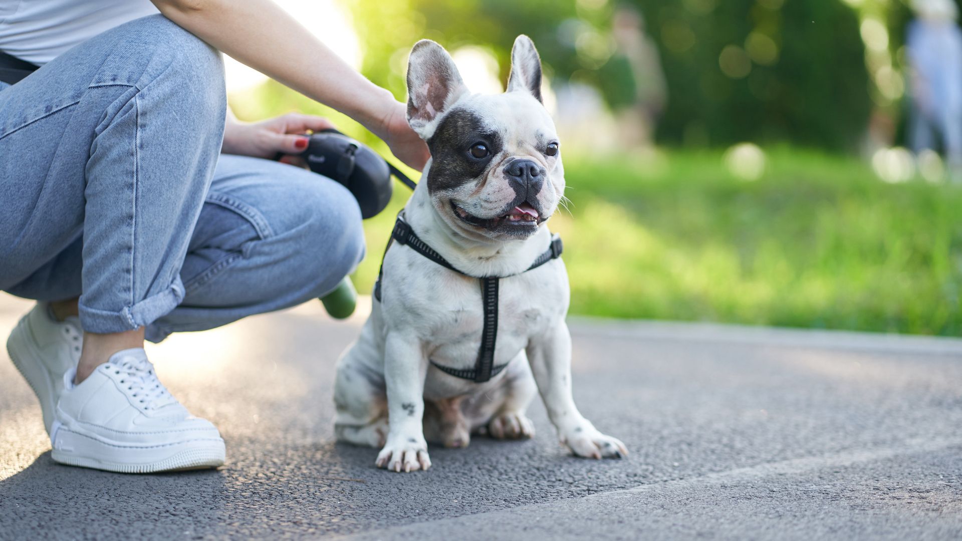 28 reasons to love French Bulldogs