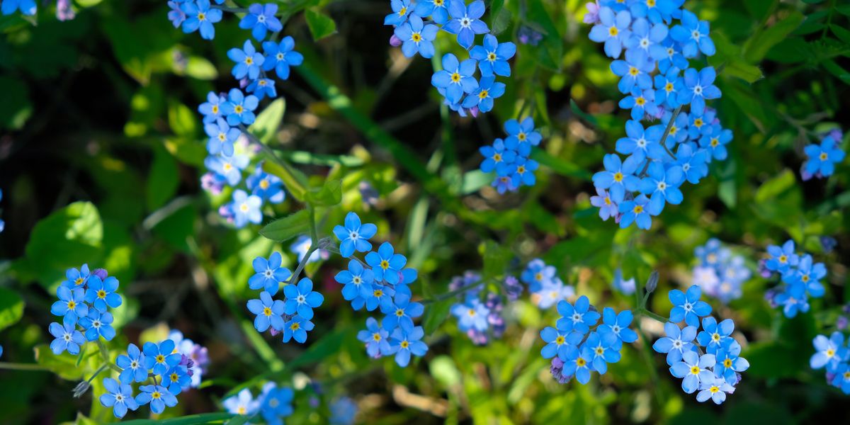 some-forget-me-not-flowers-are-invasive-here-s-how-to-tell