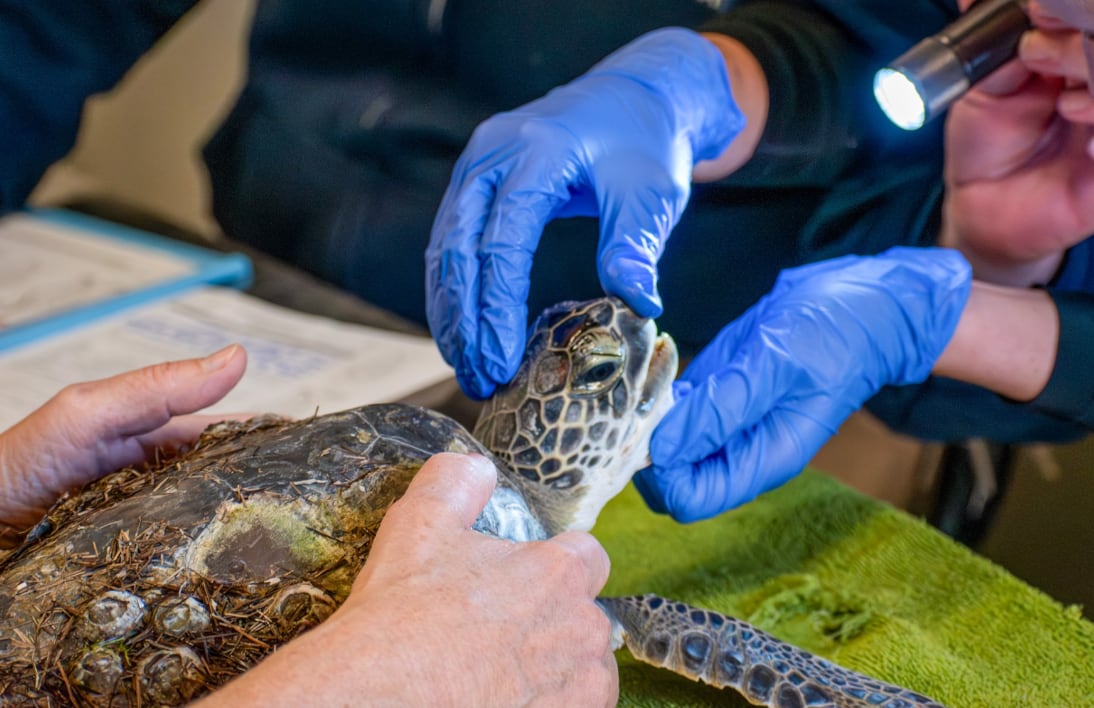 North Carolina Wildlife Helps Rescue Cold-stunned Sea Turtles