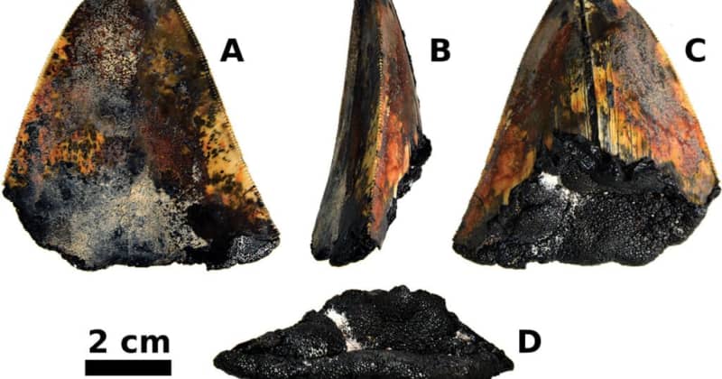 tooth protruding from ocean floor belonged to extinct sea creature 3.5 million years ago, scientists say