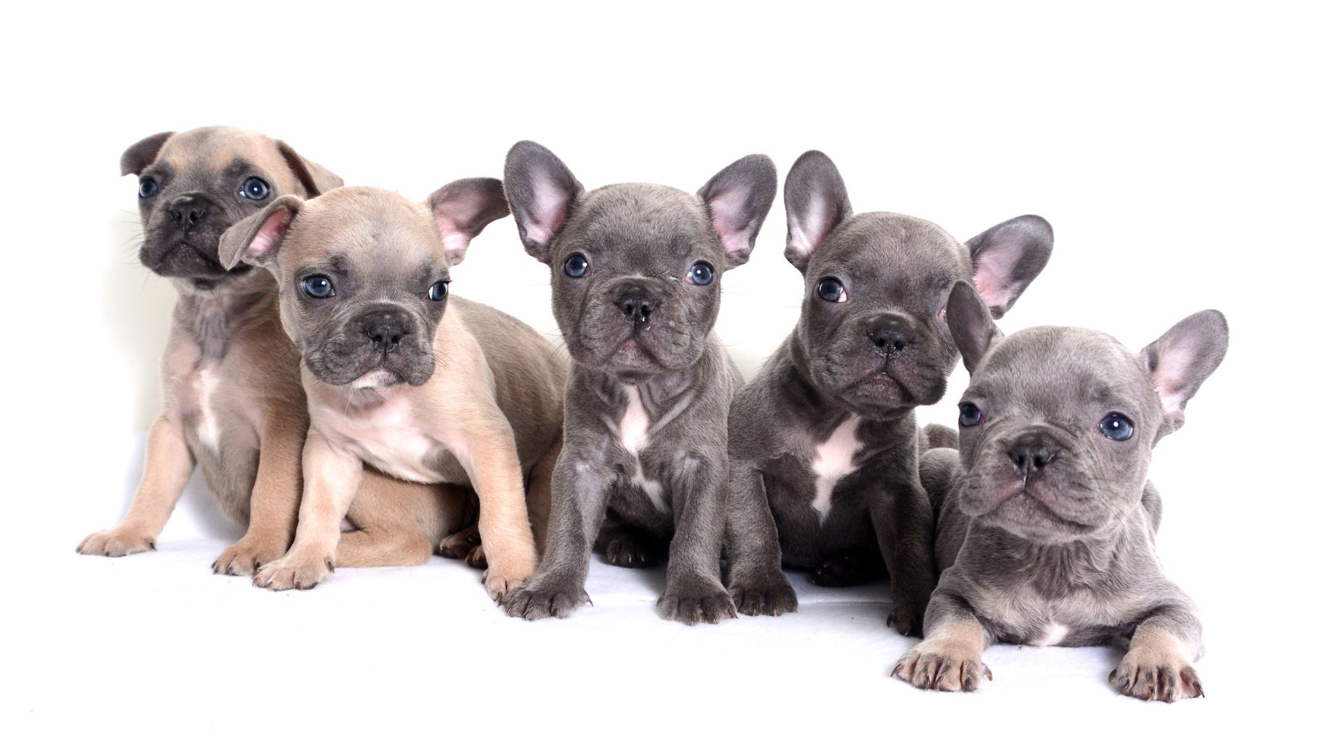 28 reasons to love French Bulldogs
