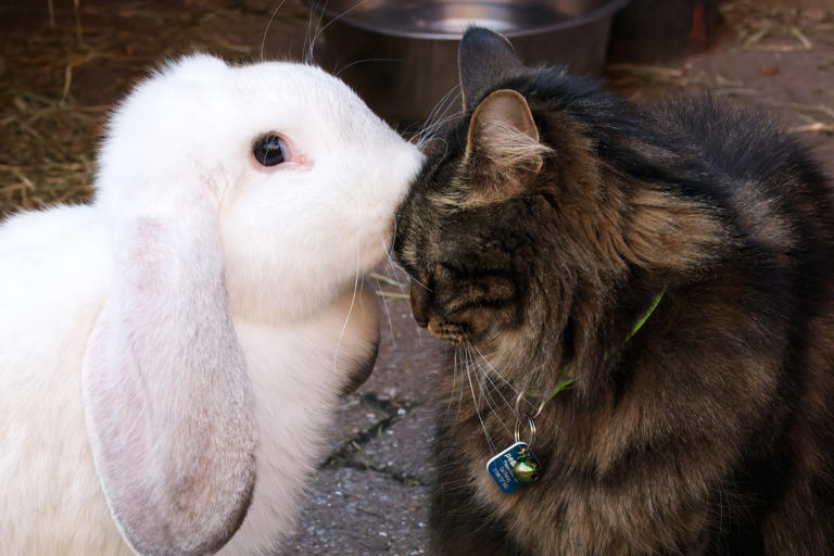 Cat Treats Bunny Like a Kitten