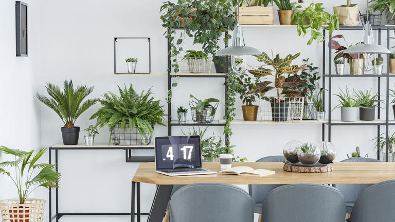 12 of the best office plants – to boost your concentration and sense of ...