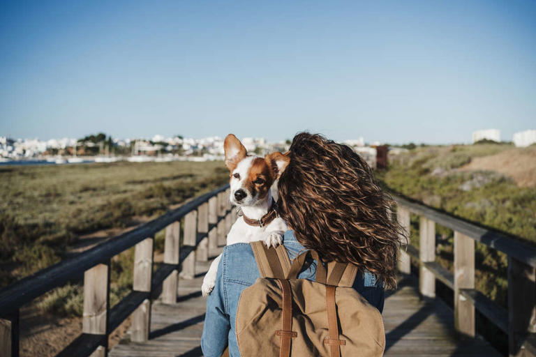 Everything You Need to Know Before Adopting a Pet While Traveling
