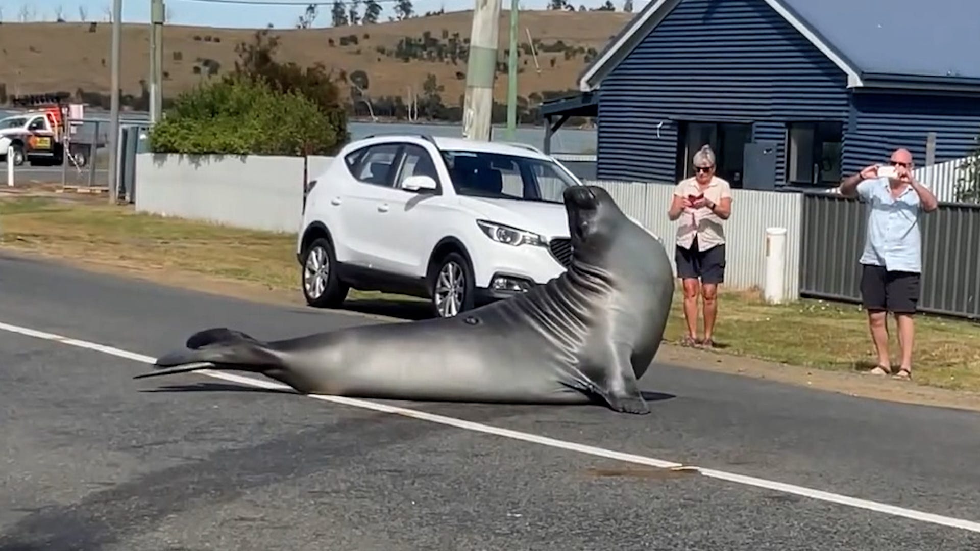 'Neil the Seal', Tasmania's elephant seal, becomes a viral Internet ...