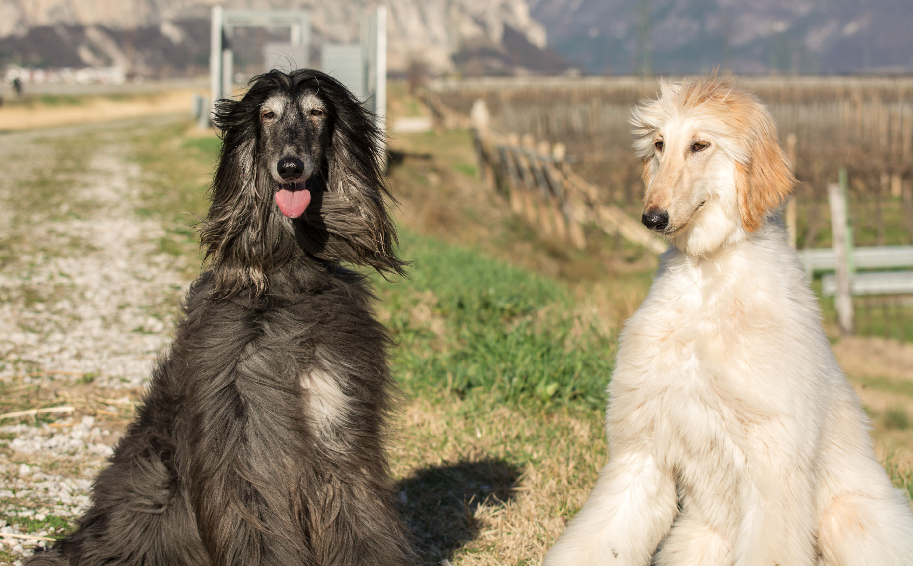 20 Dog Breeds That Don’t Shed