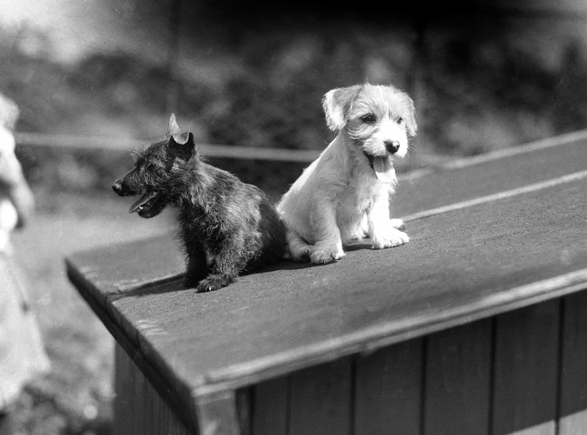 Estas Fotos Antiguas De Cachorros Te Derretirán El Corazón