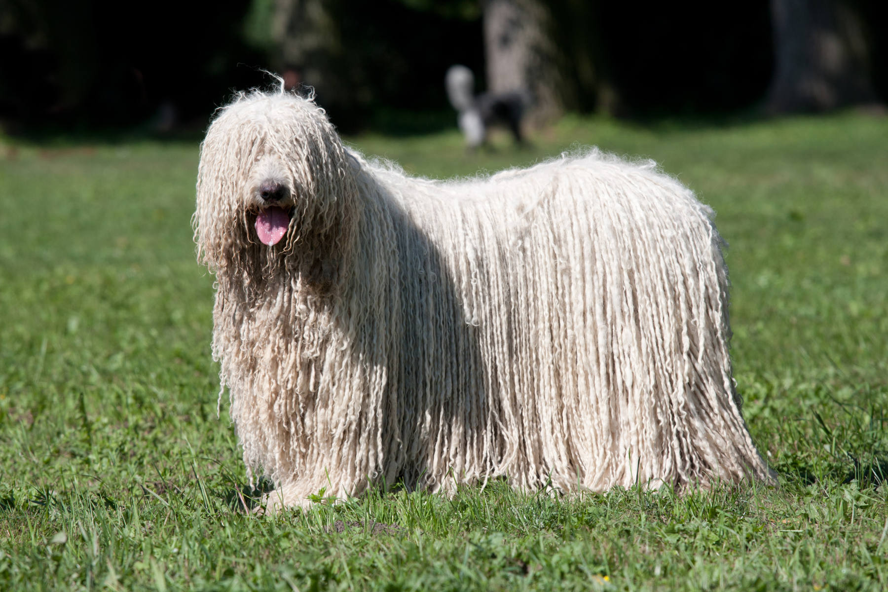 20 dog breeds that don’t shed