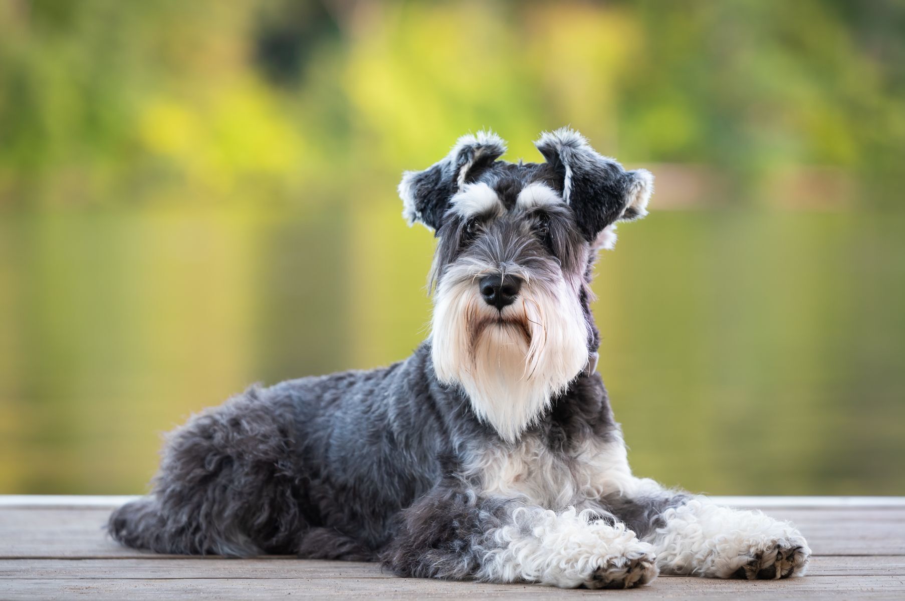 20 dog breeds that don’t shed