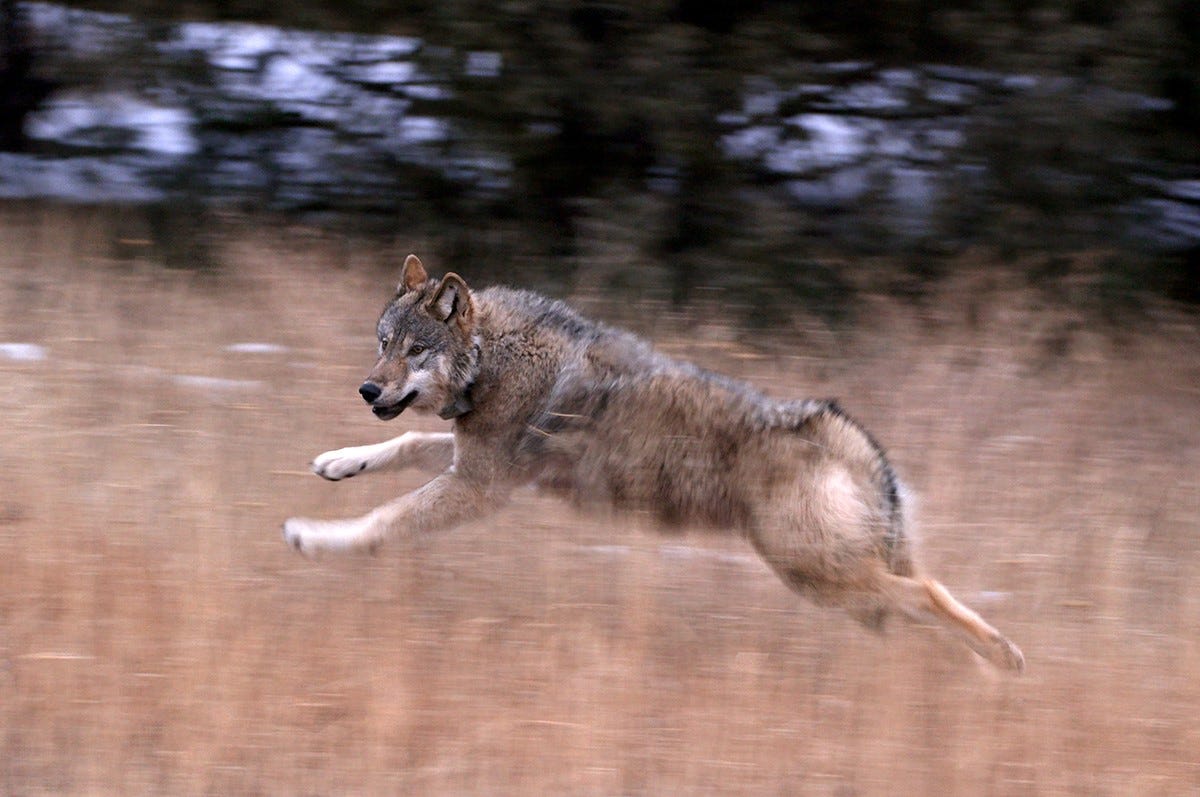 Two Colorado Wolves Wandering Close To Wyoming Border, Where Killing ...