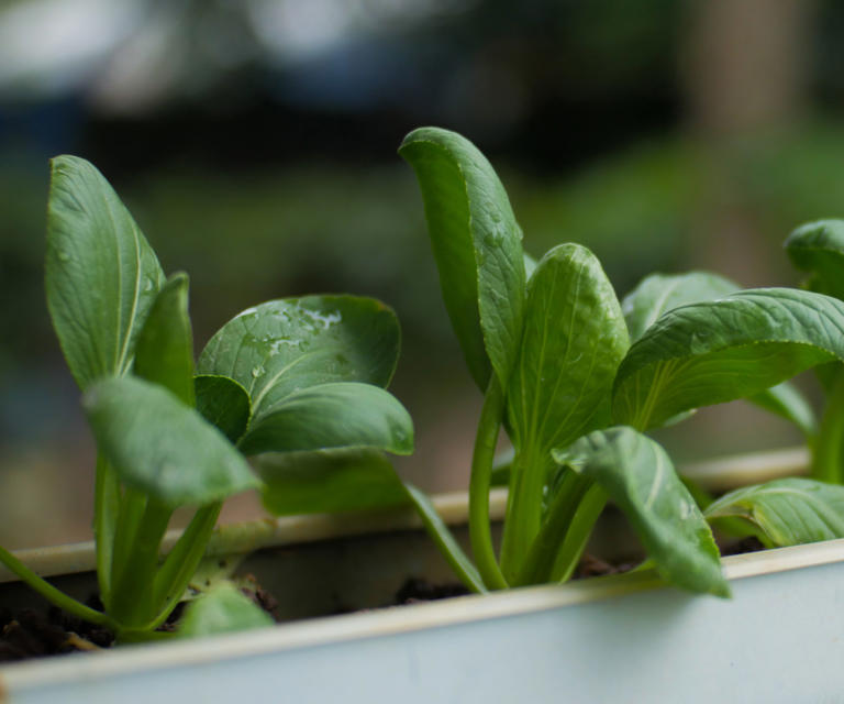 6 Vegetables You Can Grow Indoors If You Don't Have A Backyard