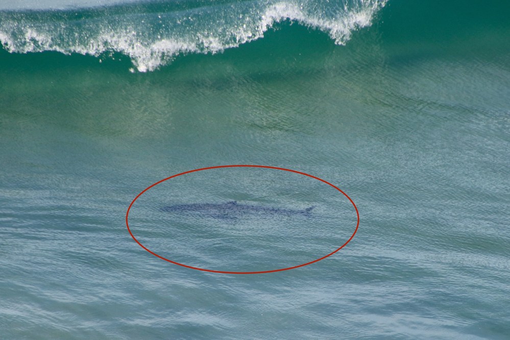 great white sharks appear in waves at popular san diego beach