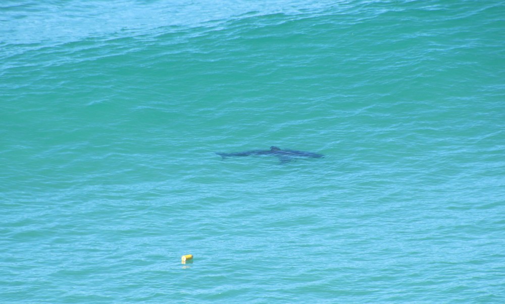 great white sharks appear in waves at popular san diego beach