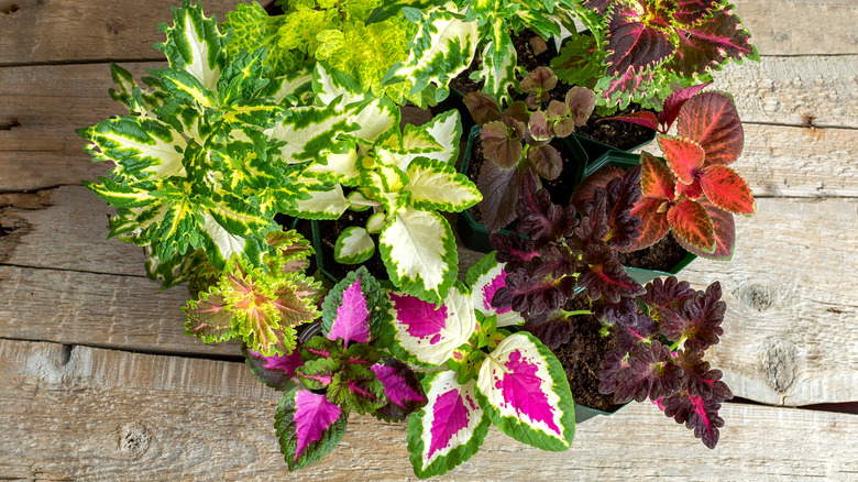 look to this gorgeous plant for a colorful, easy-to-grow garden