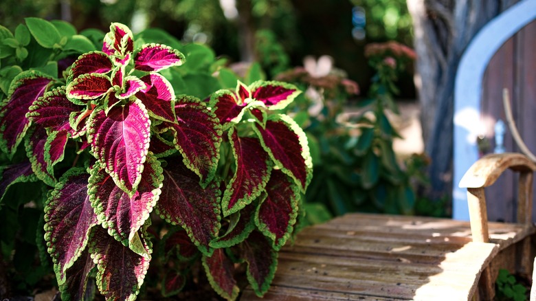 look to this gorgeous plant for a colorful, easy-to-grow garden