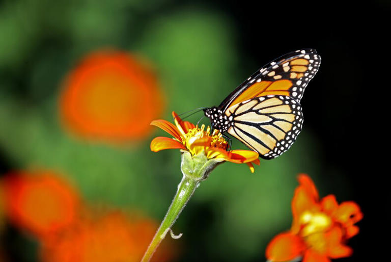 To Save The Monarch Butterflies, Plant This Free Milkweed