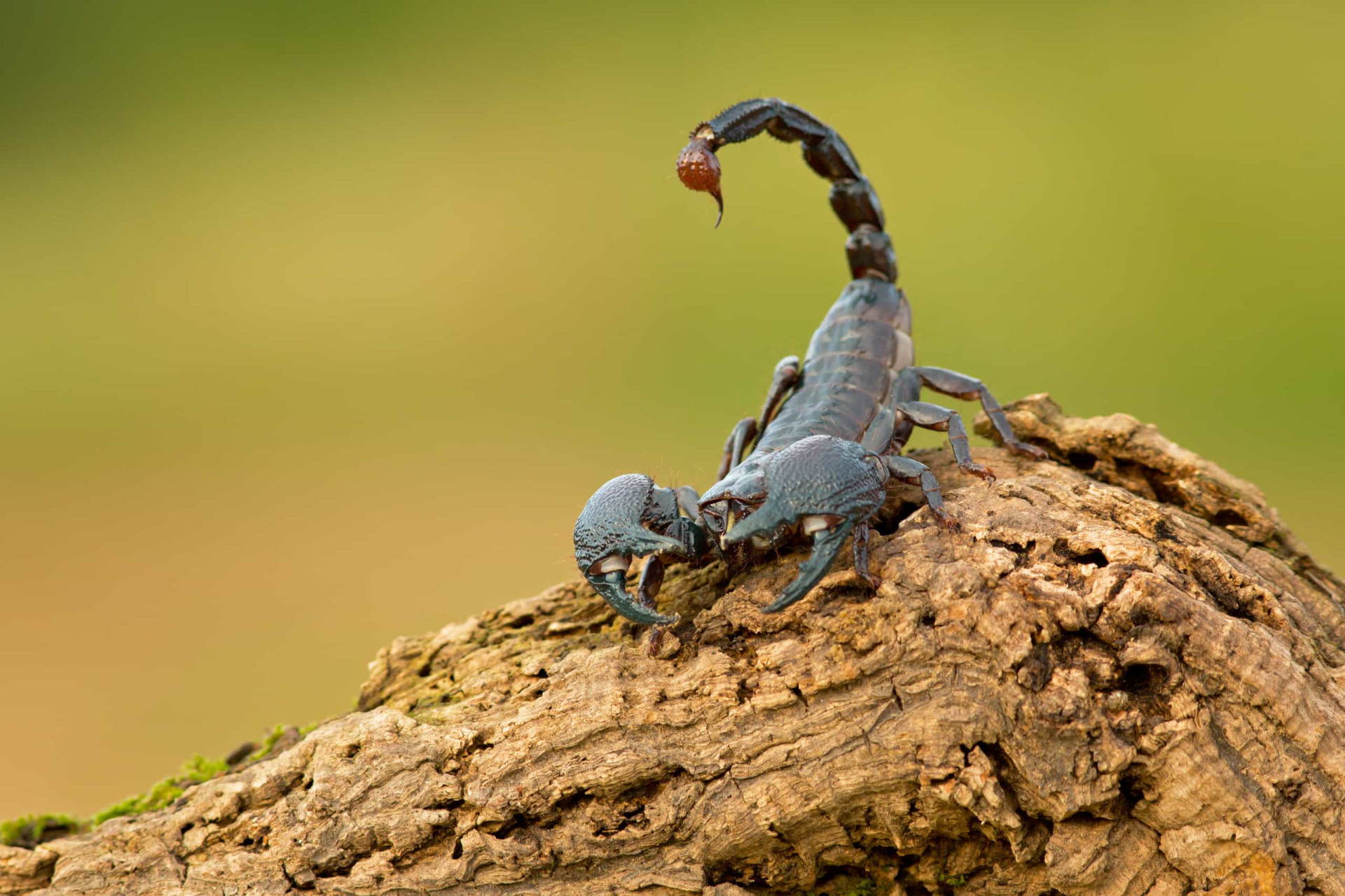 Animals scorpions. Тропический Императорский Скорпион. Голубой Императорский Скорпион. Членистоногие Скорпион. Самый большой Скорпион.