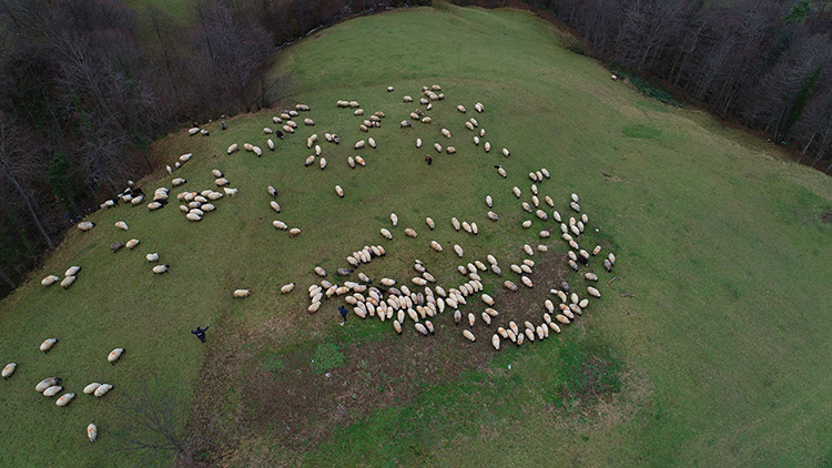 trabzon'un dik yamaçlarındaki meralarda çobanların mesaisi sürüyor