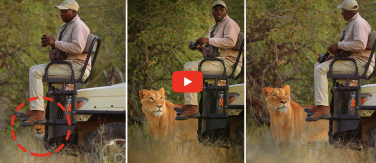 Why Do Lion Not Attack When you Are In Safari Vehicle? The Answer Will Make You Surprise