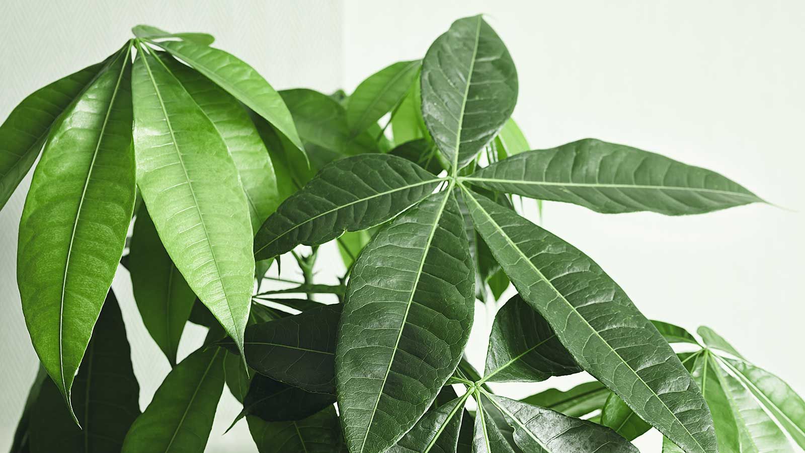 How To Prune A Money Tree Essential Tips For Healthier Houseplants   AA1lZ3XP.img