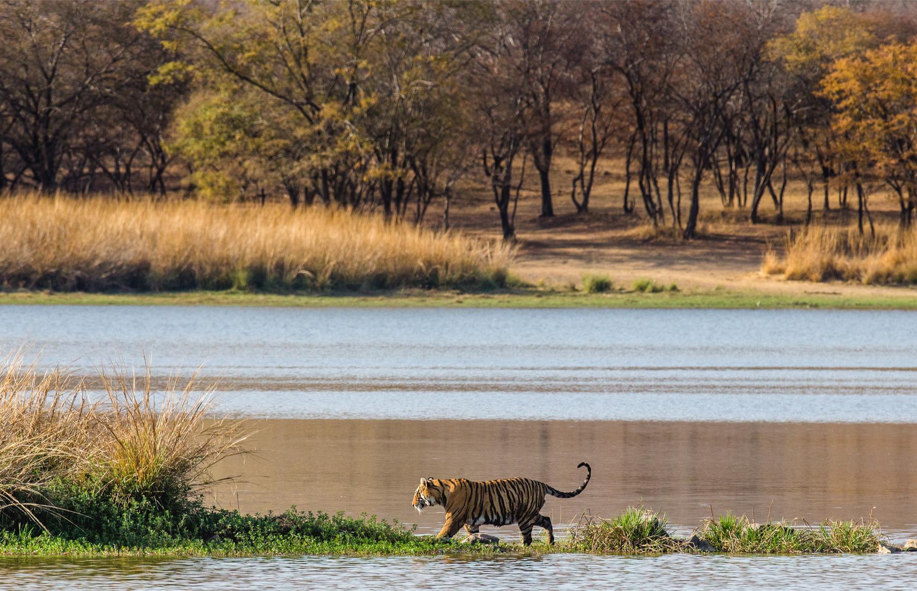 <p>Catching a glimpse of a Bengal tiger is one of India's most beguiling experiences. The chances of seeing one in the wild are extremely slim, but Ranthambore is one of the best places to try.</p>  <p>The national park’s gorges, ridges, lakes, and jungles also conceal other predators such as panthers, hyenas, jackals, and crocodiles.</p>
