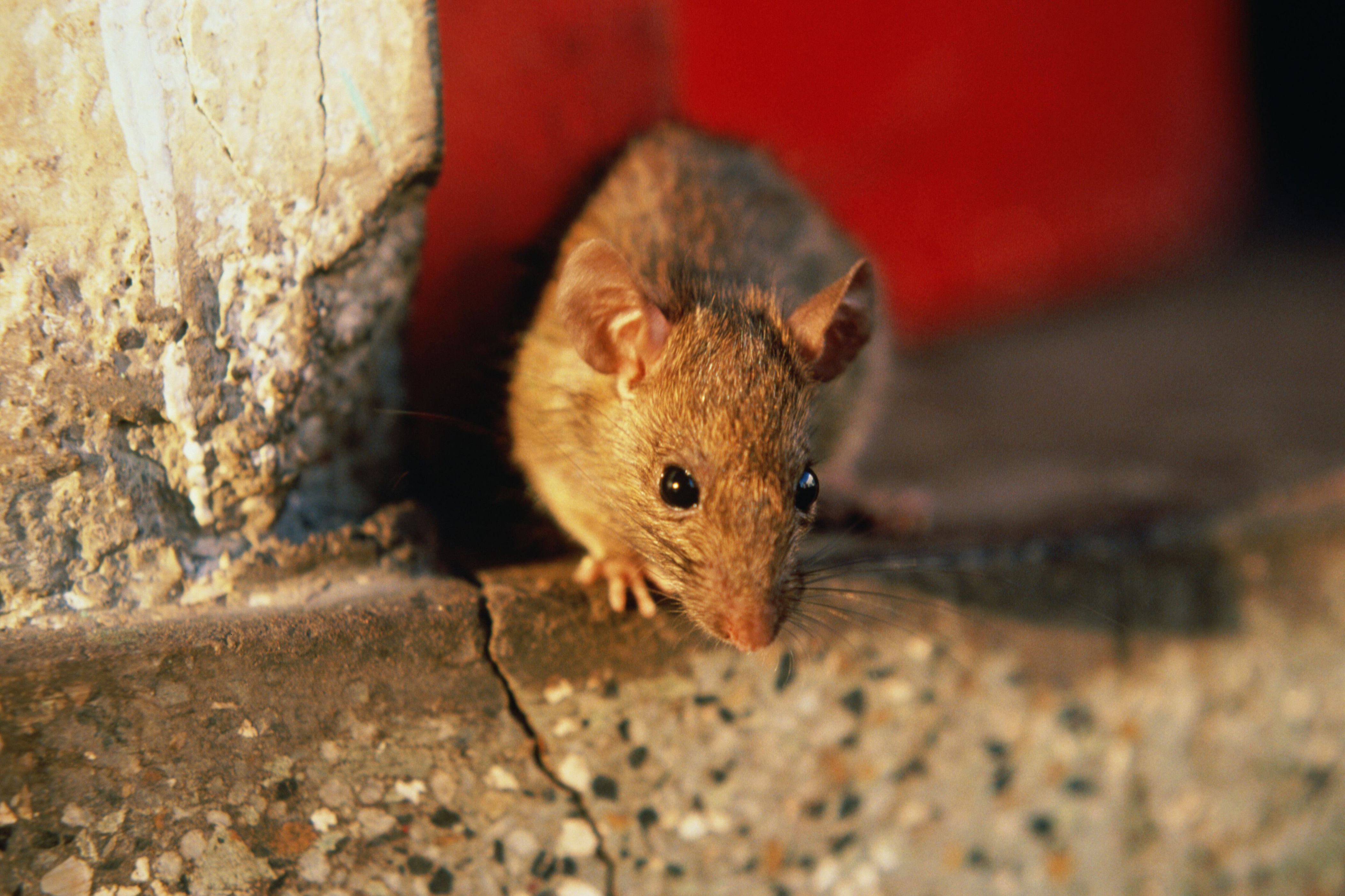¿cuánto tiempo puede vivir una rata sin agua ni comida?