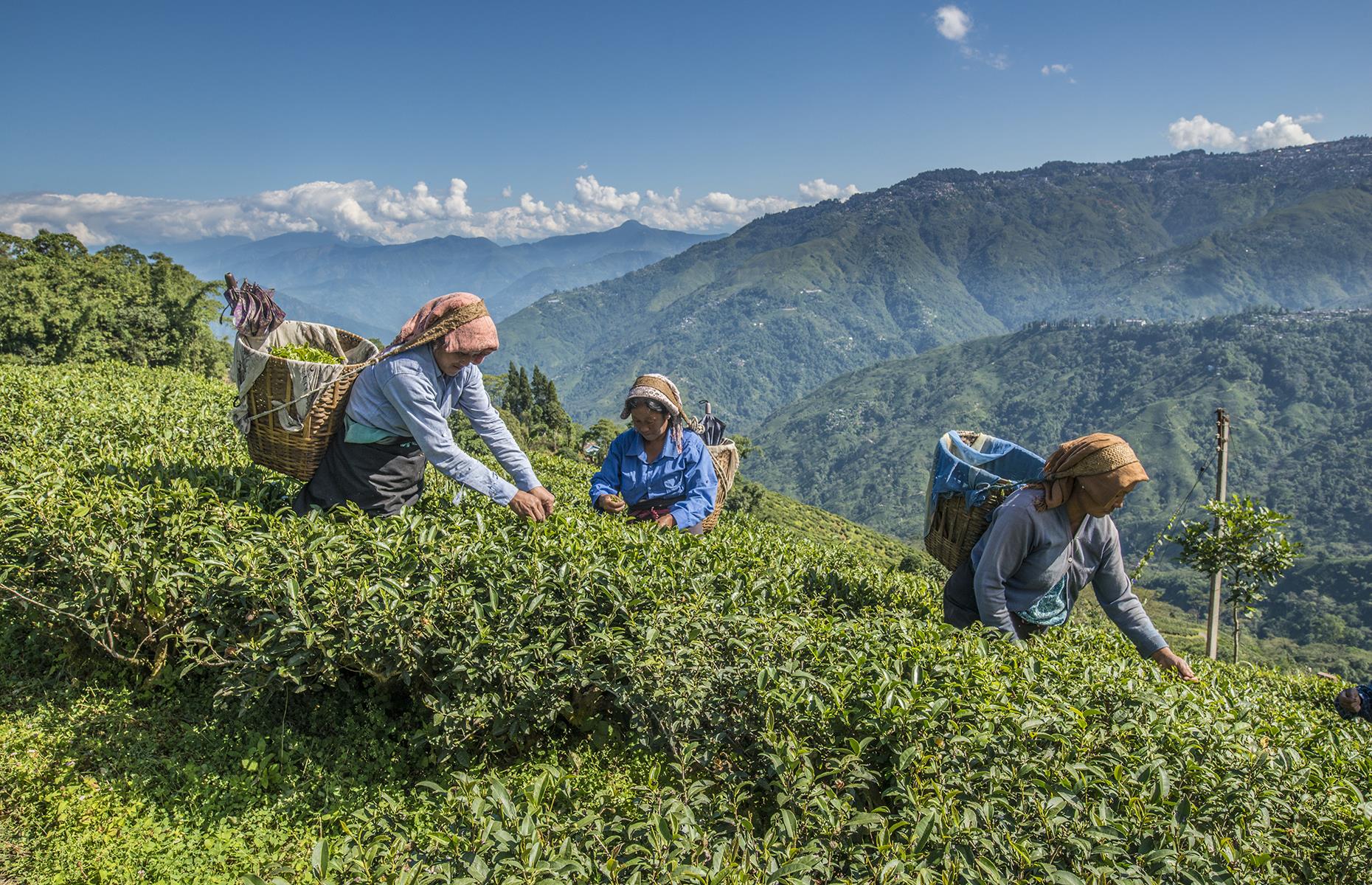 <p>Tea, toy trains, temples, and trekking galore – this Himalayan hill town has plenty to recommend it. There are manicured tea estates, and yet more wild and stunning scenery on offer for those who hike into its forests and along its Himalayan trails.</p>  <p>The best time to visit this peaceful paradise is between April and June.</p>