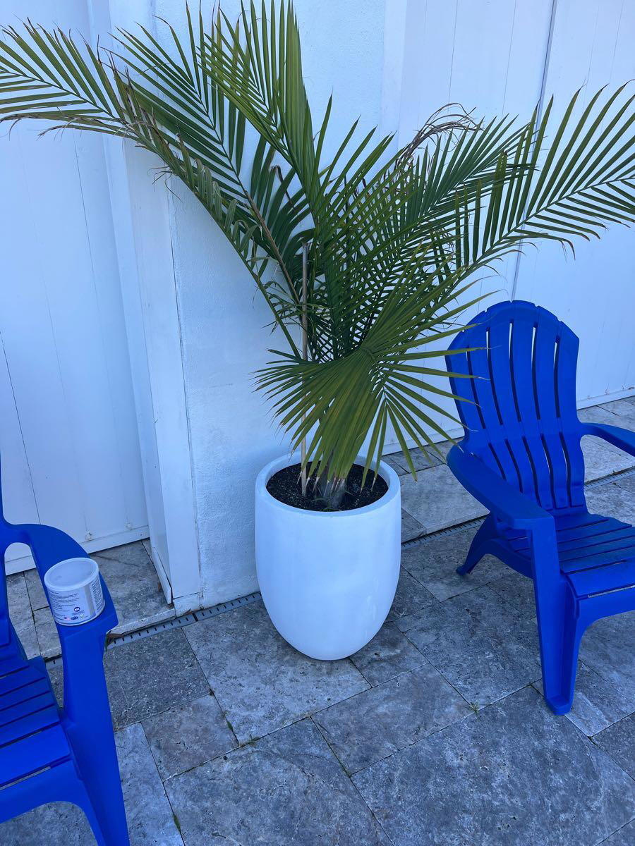 Looking for suggestions on what to do to preserve potted palm plants ...