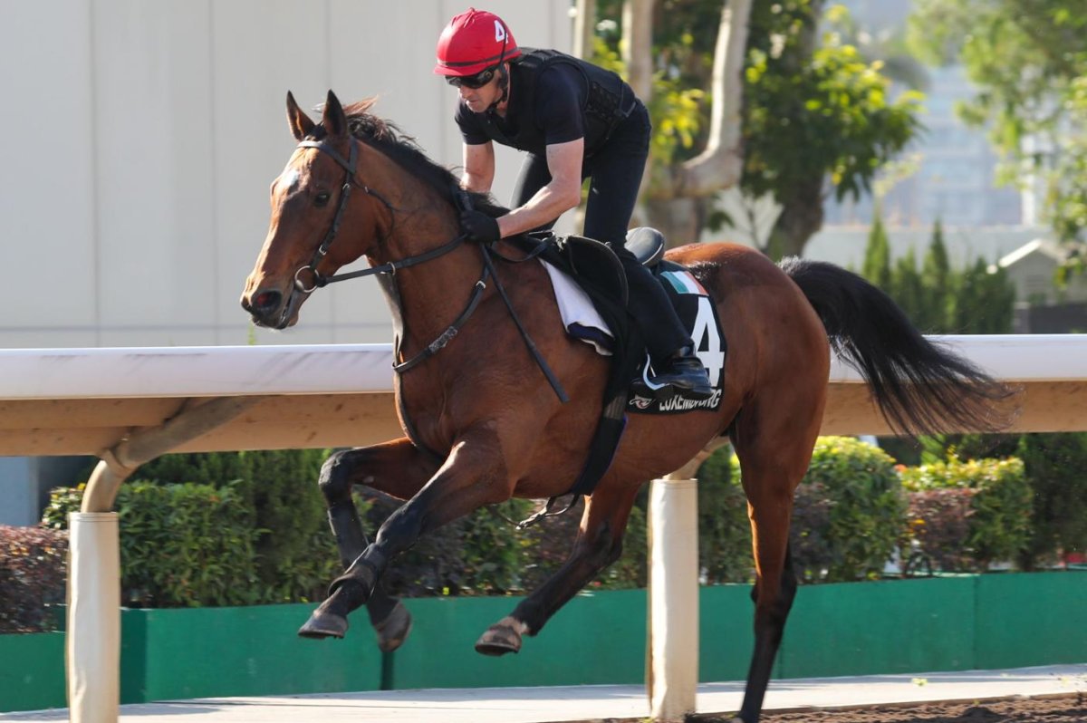 Hong Kong International Races Feature Local Stars, Talented Foreign Rivals